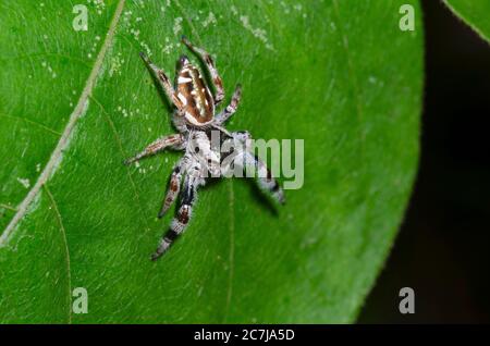 Spider de saut, Paraphidipus aurantius, femme Banque D'Images