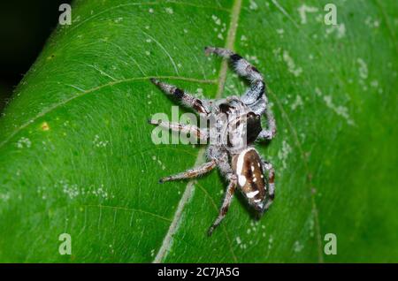 Spider de saut, Paraphidipus aurantius, femme Banque D'Images