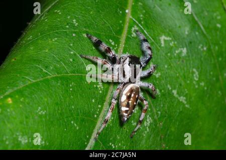 Spider de saut, Paraphidipus aurantius, femme Banque D'Images