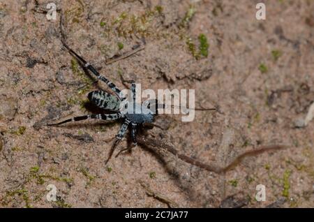 Antimic sac Spider, Castianeira sp. Banque D'Images