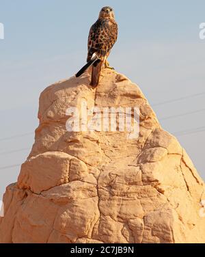 Hawk sur un rocher au milieu du désert du Sahara Banque D'Images