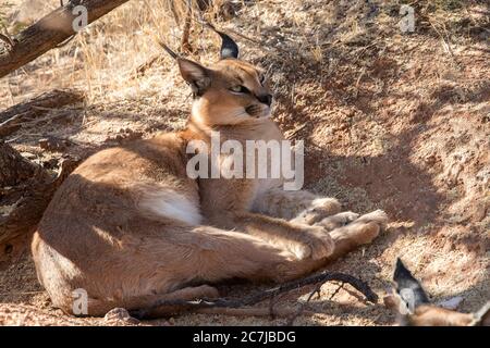 Caracal de Lynx du désert de Namibie Banque D'Images