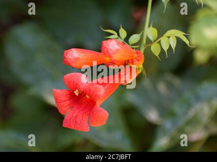 Gros plan de la fleur de vigne en trompette orange Banque D'Images