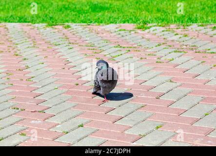 Pigeon marchant seul sur un trottoir Banque D'Images