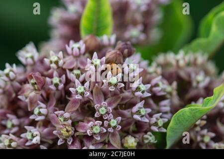 Fleurs de laitoued en été Banque D'Images