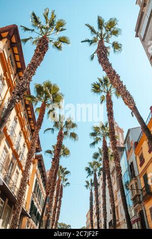 Palmiers dans le quartier commerçant de Malaga dans la Calle Puerta Del Mar Banque D'Images