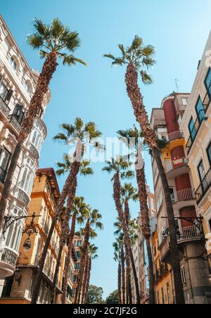 Palmiers dans le quartier commerçant de Malaga dans la Calle Puerta Del Mar Banque D'Images