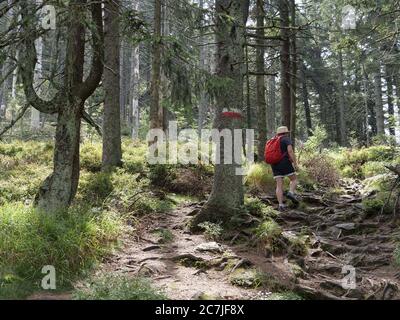 Randonneurs sur l'Osser, Bavarois forêt, Bavière, Allemagne Banque D'Images