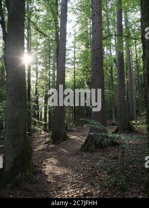 Großer Filz / Klosterfilz, Parc National, Bavarois forêt, Bavière, Allemagne Banque D'Images