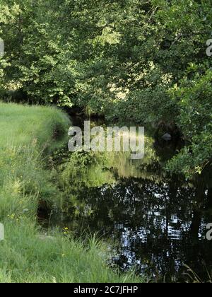 Vieux canal de Trift, Großer Filz / Klosterfilz, Parc National, Forêt bavaroise, Bavière, Allemagne Banque D'Images