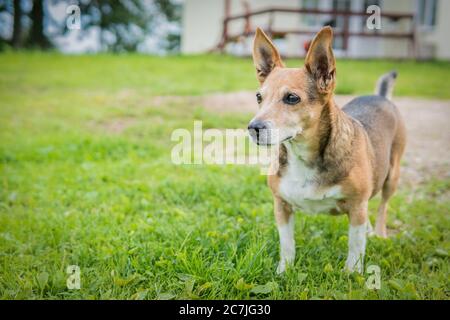 Chien basenji blanc et brun dans un champ herbacé avec un arrière-plan flou Banque D'Images
