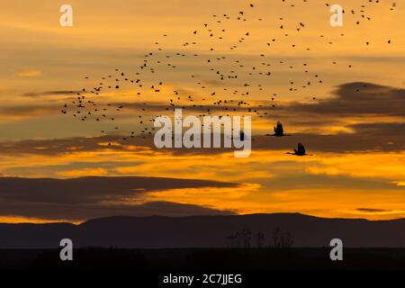 Trois grues du Canada, Antigone canadensis, en vol dans un ciel prédasique coloré, accompagnées d'un troupeau d'oiseaux noirs dans la Bosque del Apache Natio Banque D'Images