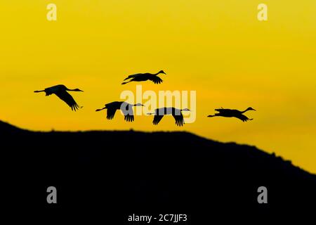 Un petit troupeau de cinq grues du Canada, Antigone canadensis, volent en formation avec un ciel coloré au coucher du soleil dans la réserve naturelle nationale de Bosque del Apache Banque D'Images