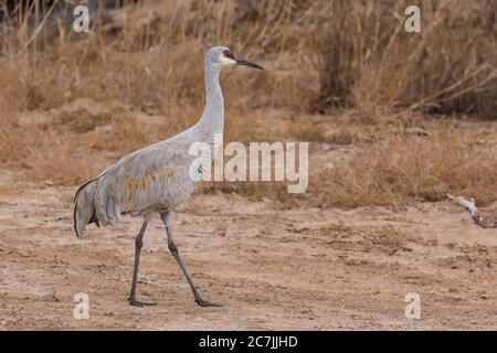 Une grue de sable, Antigone canadensis, marchant dans un champ dans la réserve naturelle nationale Bosque del Apache au Nouveau-Mexique, États-Unis. Banque D'Images