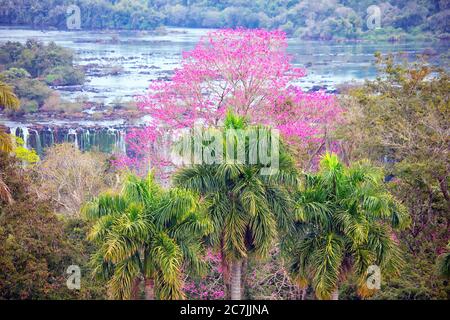 Cataratas del Iguaza, Parque Nacional Iguaza, provincia de Misiones, en el Nordeste, Argentine, Amérique du Sud Banque D'Images