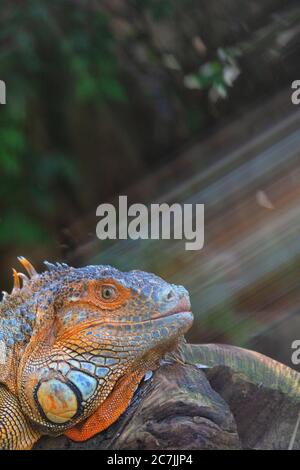 Iguana vert (Iguana iguana) près d'un lac vu dans la région amazonienne Banque D'Images