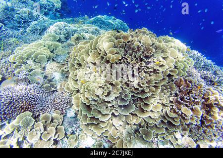 Philippines, île de Balicasag, récif de Pangalo Banque D'Images