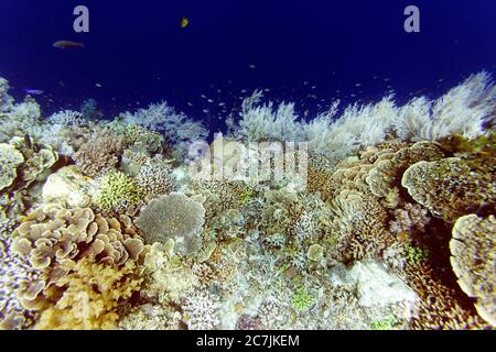 Philippines, île de Balicasag, récif de Pangalo Banque D'Images