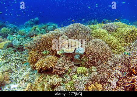 Philippines, île de Balicasag, récif de Pangalo Banque D'Images