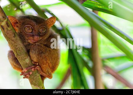 Tarsier - (lat) Tarsius Syrichta - petit primate avec de grands yeux trouvé sur l'île de Bohol aux Philippines Banque D'Images