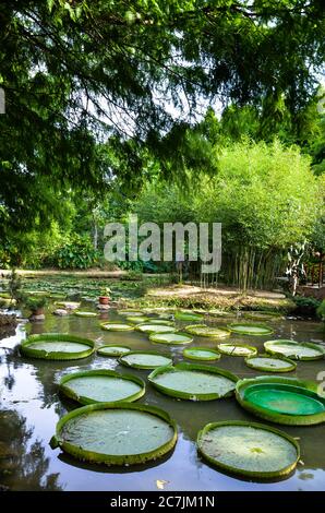 Taoyuan, Taiwan - JUL 14, 2019: Beaucoup de gens viennent visiter l'étang de Santa Cruz Waterlily à Guanyin, Taoyuan. Banque D'Images