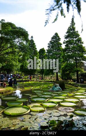 Taoyuan, Taiwan - JUL 14, 2019: Beaucoup de gens viennent visiter l'étang de Santa Cruz Waterlily à Guanyin, Taoyuan. Banque D'Images