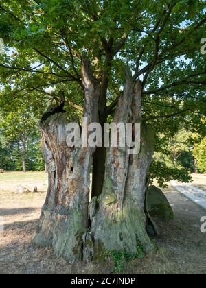 Le jeune arbre pousse dans le vieux tronc creux, Parc Muskauer, site classé au patrimoine mondial de l'UNESCO, Bad Muskau, haute Lusatia, Saxe, Allemagne Banque D'Images