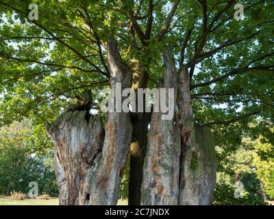 Le jeune arbre pousse dans le vieux tronc creux, Parc Muskauer, site classé au patrimoine mondial de l'UNESCO, Bad Muskau, haute Lusatia, Saxe, Allemagne Banque D'Images