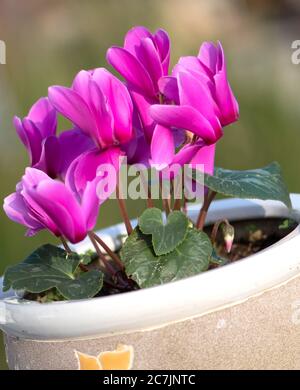 fleur de cyclamen rose dans pot de fleur d'argile avec fond vert flou Banque D'Images