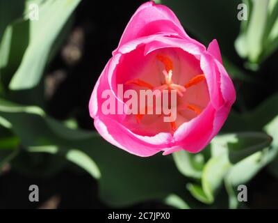 Gros plan sélectif d'un Tulipa Sprengeri rose en croissance au milieu du champ Banque D'Images