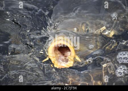 Une belle photo de gros plan de Fish in a Lake à Jammu Inde. Banque D'Images