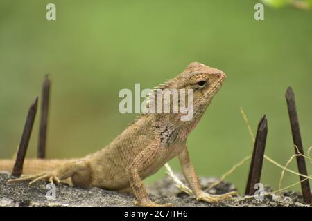 Une belle photo de gros plan d'un lézard dans un jardin. Banque D'Images