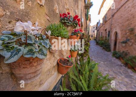 Vieille ville, allée, pots de fleurs, mur de maison, Valldemossa, île de Majorque, Banque D'Images