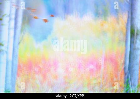 Culture du peuplier, Populus alba, Espagne, Cuenca, culture de l'osier à Canamares en automne Banque D'Images