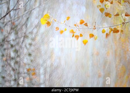 Culture du peuplier, Populus alba, Espagne, Cuenca, culture de l'osier à Canamares en automne Banque D'Images