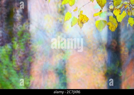 Culture du peuplier, Populus alba, Espagne, Cuenca, culture de l'osier à Canamares en automne Banque D'Images