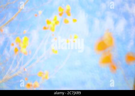 Culture du peuplier, Populus alba, Espagne, Cuenca, culture de l'osier à Canamares en automne Banque D'Images