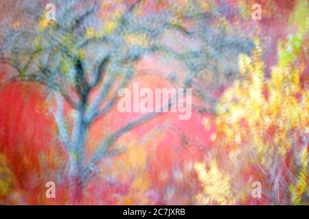 Culture du peuplier, Populus alba, Espagne, Cuenca, culture de l'osier à Canamares en automne Banque D'Images