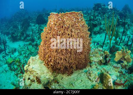 Éponge géante en mer des caraïbes. La vie sous-marine Banque D'Images