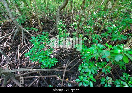 Le Parc National Jozani Chwaka Bay est protégé environ 50 kilomètres carrés dans le pays africain de Tanzanie qui est spécifiquement sur l'île de Zanzibar espace, c'est le seul parc national dans la région de l'île, Banque D'Images