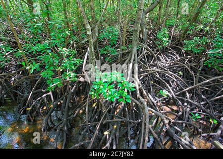 Le Parc National Jozani Chwaka Bay est protégé environ 50 kilomètres carrés dans le pays africain de Tanzanie qui est spécifiquement sur l'île de Zanzibar espace, c'est le seul parc national dans la région de l'île, Banque D'Images