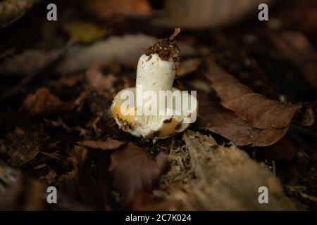 Cliché sélectif d'un champignon de Russula jaune commun à Thornecombe Woods, Dorchester, Royaume-Uni Banque D'Images