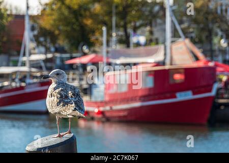 Seagull se trouve sur un pilier à côté d'un bateau de pêche. En arrière-plan le vieux port de Warnemünde avec des bateaux et des maisons, Allemagne, Mecklenburg-Ouest Pomerania, Banque D'Images