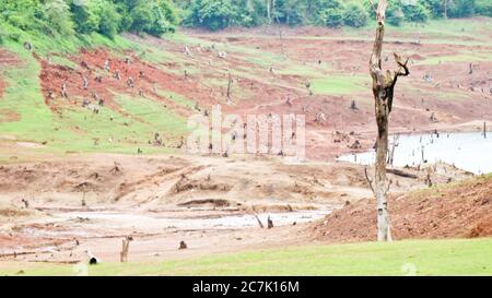 Vieilles racines coupées d'arbres isolées dans le bassin versant du barrage, tirées du site du barrage de Banasura sagar, Wayanad, Kerala Banque D'Images