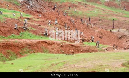 Vieilles racines coupées d'arbres isolées dans le bassin versant du barrage, tirées du site du barrage de Banasura sagar, Wayanad, Kerala Banque D'Images