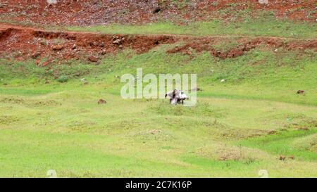 Vieilles racines coupées d'arbres isolées dans le bassin versant du barrage, tirées du site du barrage de Banasura sagar, Wayanad, Kerala Banque D'Images