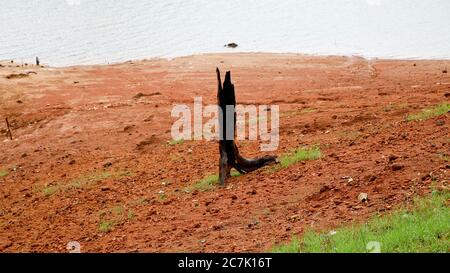 Vieilles racines coupées d'arbres isolées dans le bassin versant du barrage, tirées du site du barrage de Banasura sagar, Wayanad, Kerala Banque D'Images