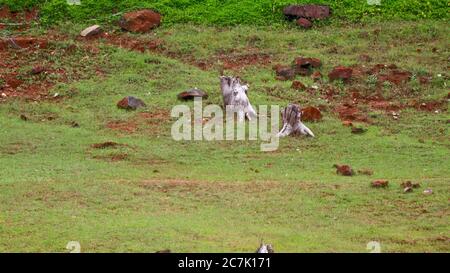 Vieilles racines coupées d'arbres isolées dans le bassin versant du barrage, tirées du site du barrage de Banasura sagar, Wayanad, Kerala Banque D'Images