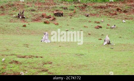 Vieilles racines coupées d'arbres isolées dans le bassin versant du barrage, tirées du site du barrage de Banasura sagar, Wayanad, Kerala Banque D'Images