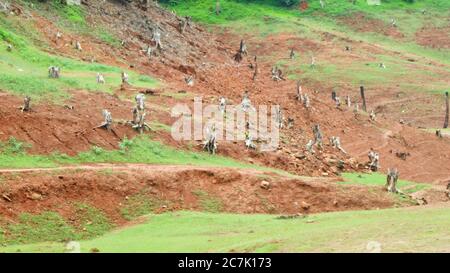 Vieilles racines coupées d'arbres isolées dans le bassin versant du barrage, tirées du site du barrage de Banasura sagar, Wayanad, Kerala Banque D'Images